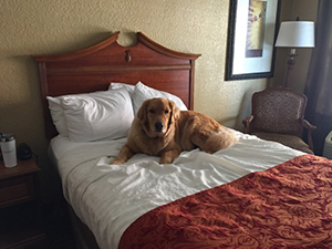 Derby on the Bed